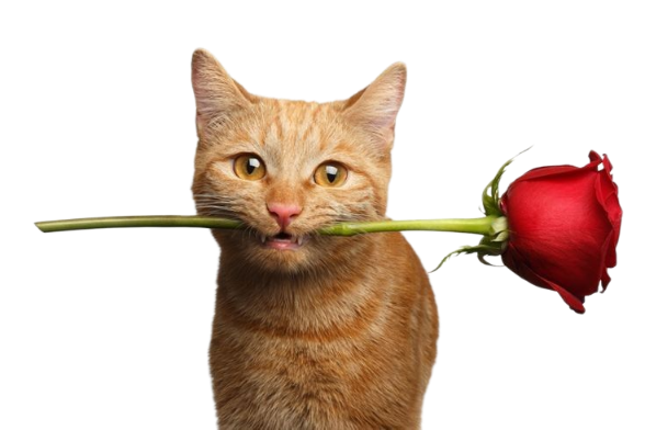 Gato com uma rosa na boca